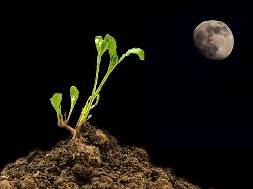 Night Sky Gardening: Growing Plants by the Moon Cycle