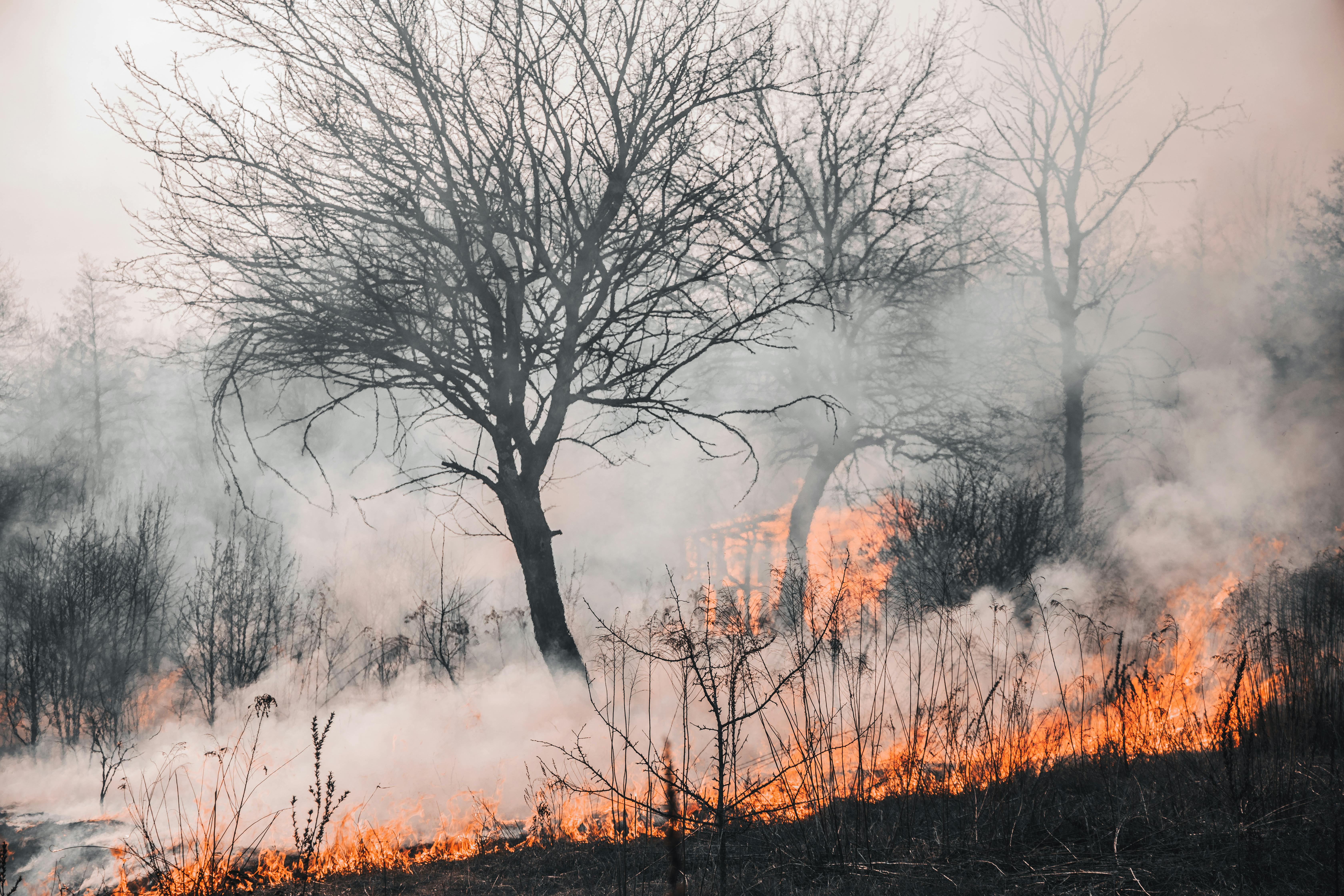 Climate change, Key impacts of Climate change, and how to reduce Climate change