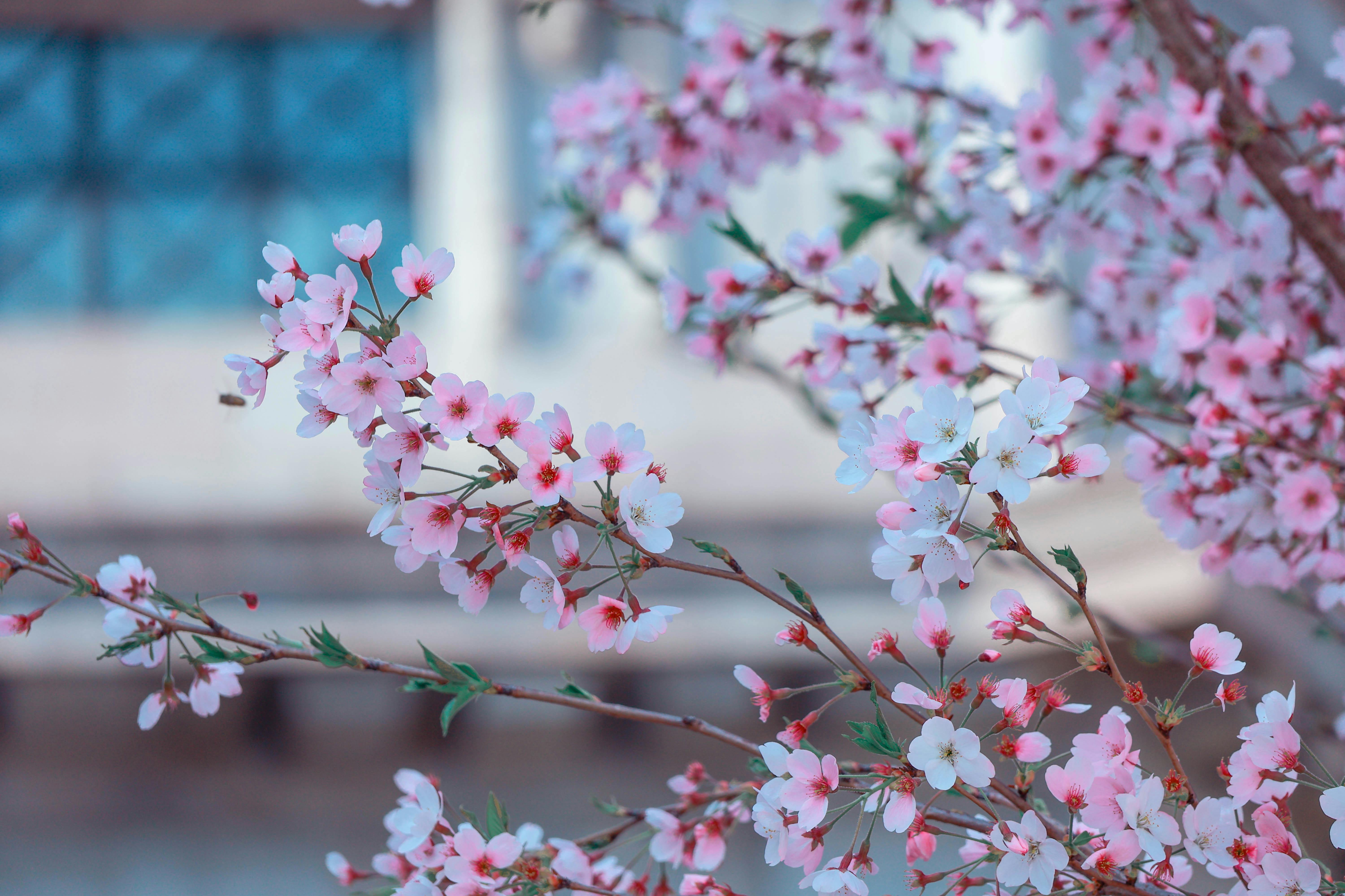 Sakura Flowers A Timeless Dance of Beauty Culture and Impermanence