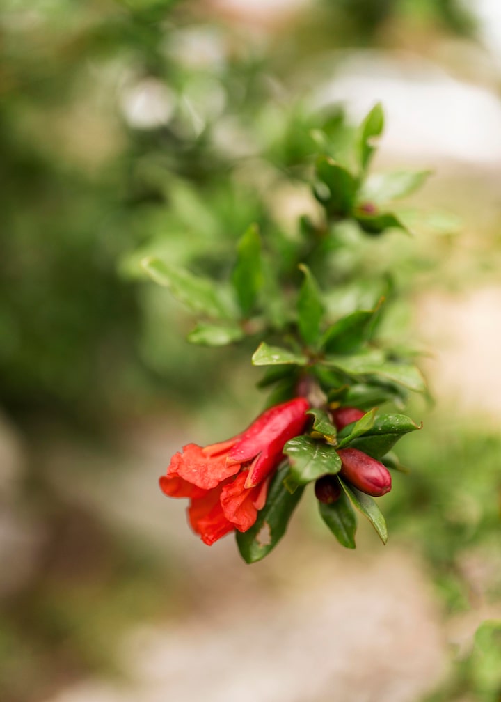 flower-with-blurred-background_23-2148573856.jpg