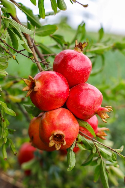 "Why is the Pomegranate, often Called the ruby Fruit, so Important to us?"