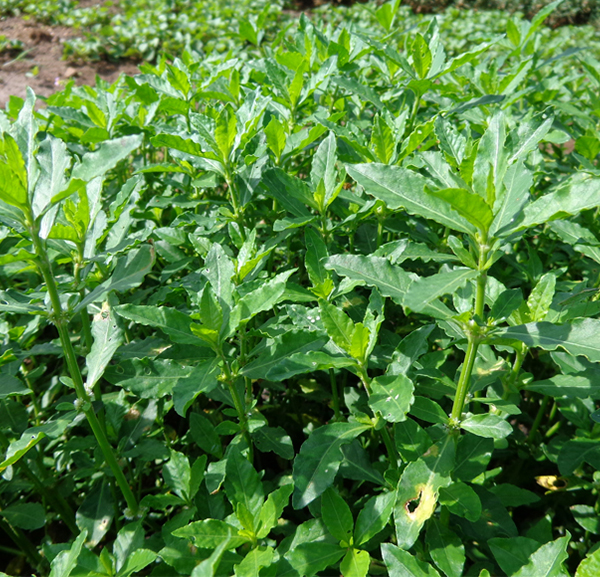0db_Alternanthera_sessilis__BFN_Sri_Lanka_.jpg