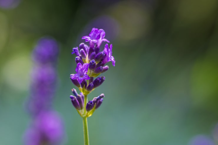 closeup-shot-purple-english-lavender_181624-24756 (1).jpg