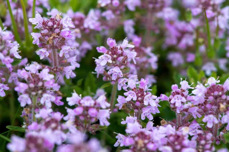 thymus-serpyllum-creeping-thyme.webp