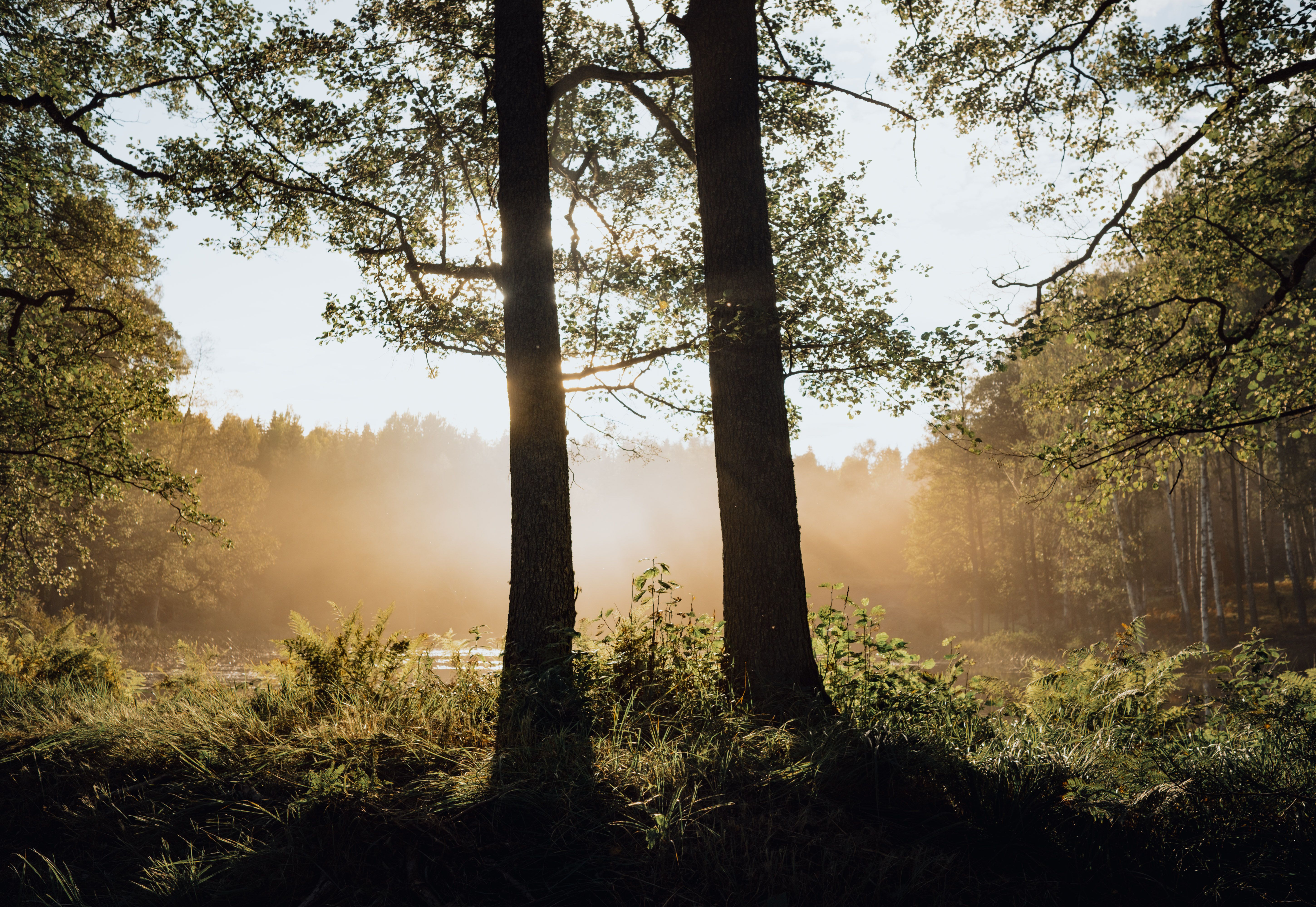 pexels-ludvighedenborg-9564681.jpg